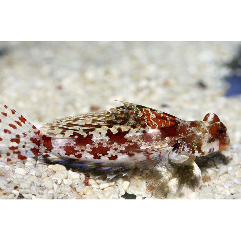 Red Scooter Dragonet "Synchiropus stellatus"