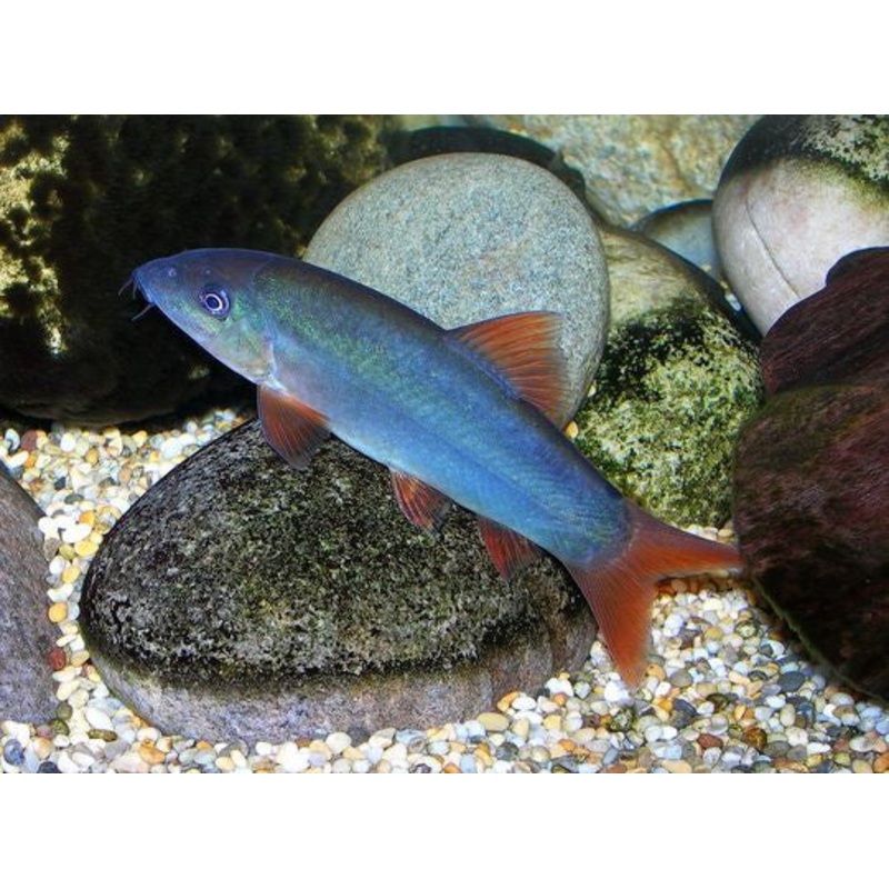 Red Tail Botia "Yasuhikotakia modesta"