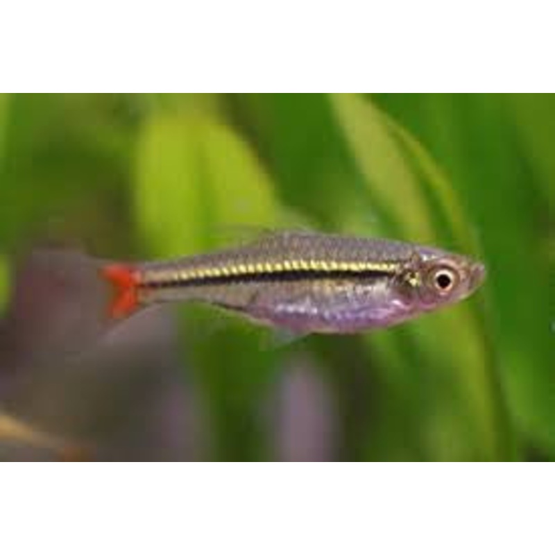 Red Tailed Rasbora - "Rasbora borapetensis"