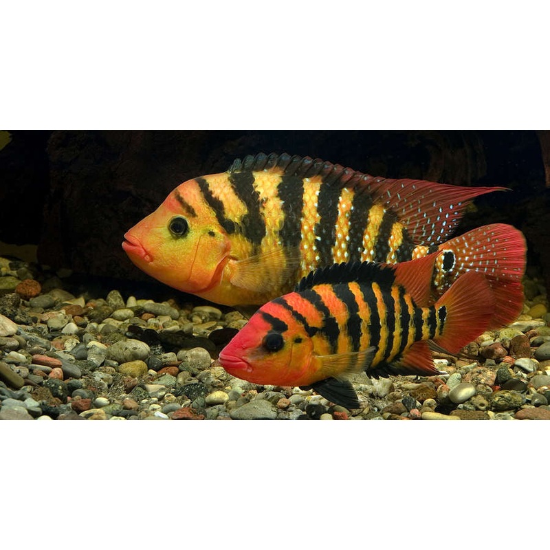 Red Terror Cichlid "Amphilophus festae"