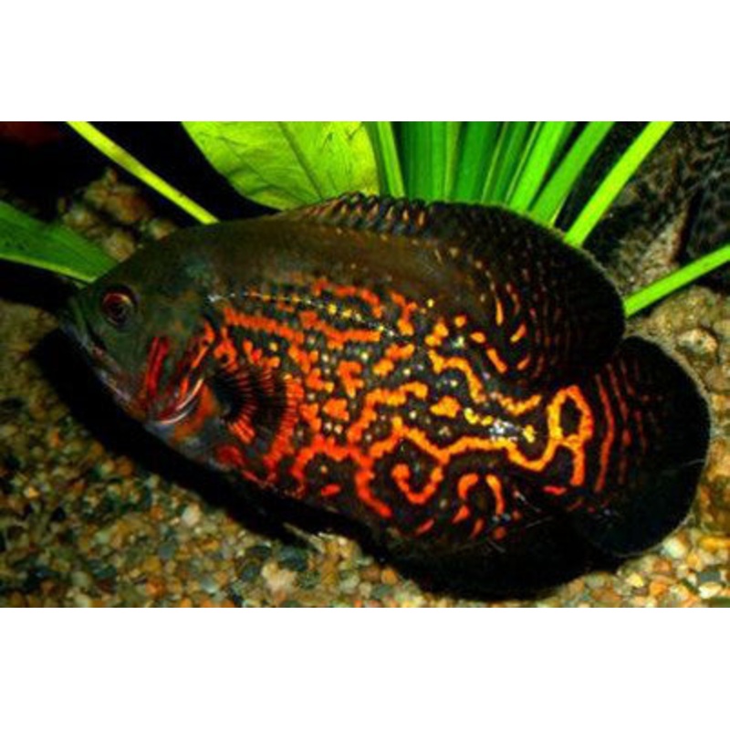 Red Tiger Oscar Cichlid "Astronotus ocellatus"