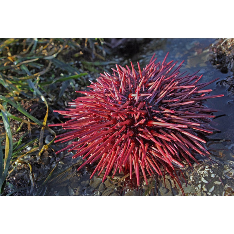 Rose Pink Sea Urchin "Sphaerechinus sp."