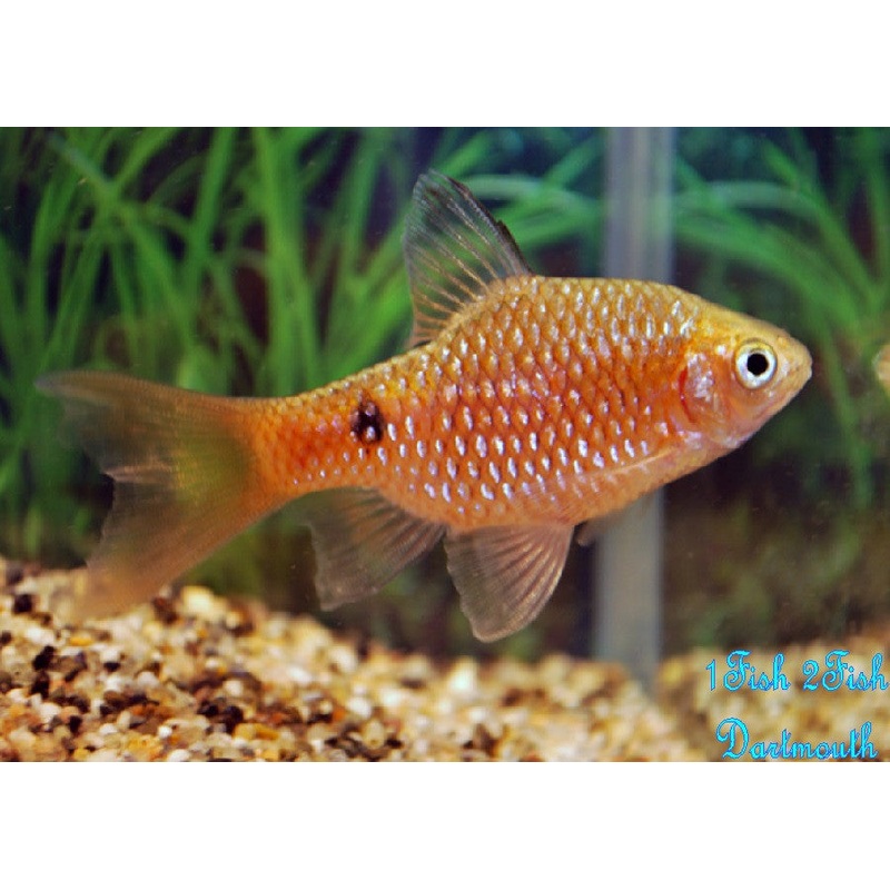 Rosy Barb "Pethia conchonius"