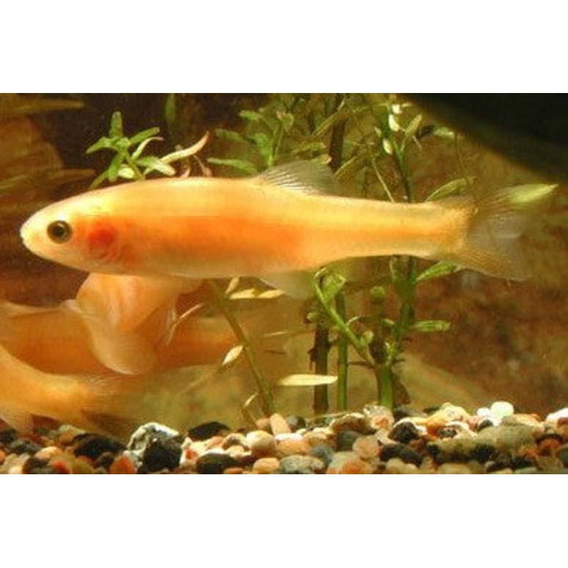 Rosy Red Minnow "Pimephales Promelas"