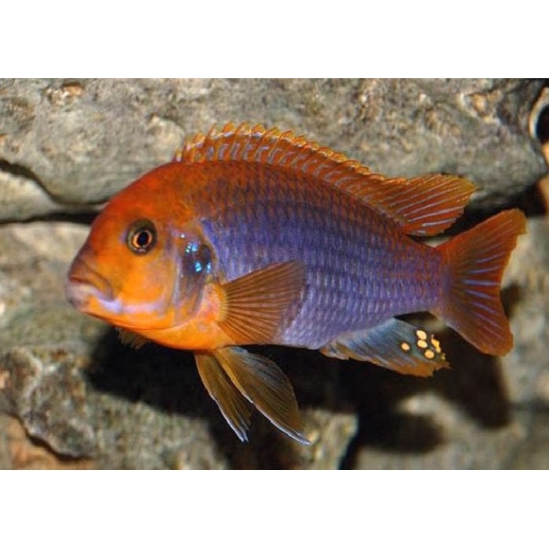 Rusty Cichlid "Lodotropheus Sprengerae"