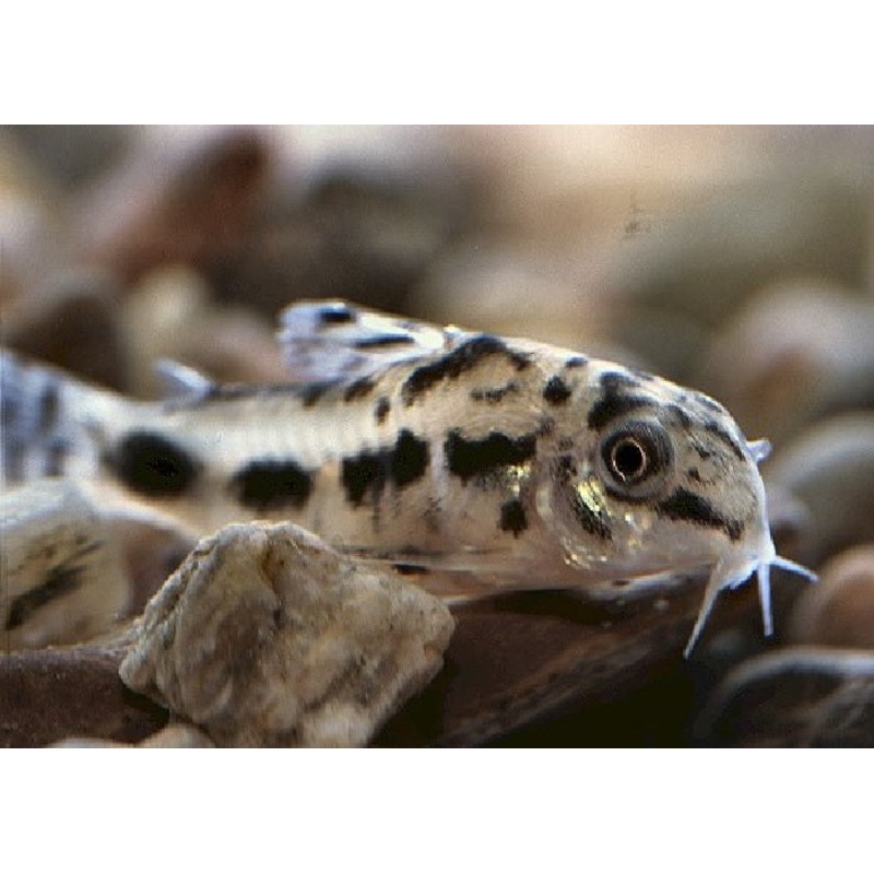 Salt and Pepper Pygmy Catfish "Corydoras Habrosus'-