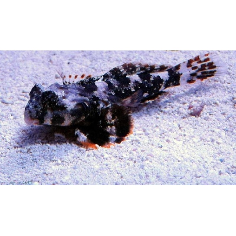 Scooter Blenny "Synchiropus ocellatus"