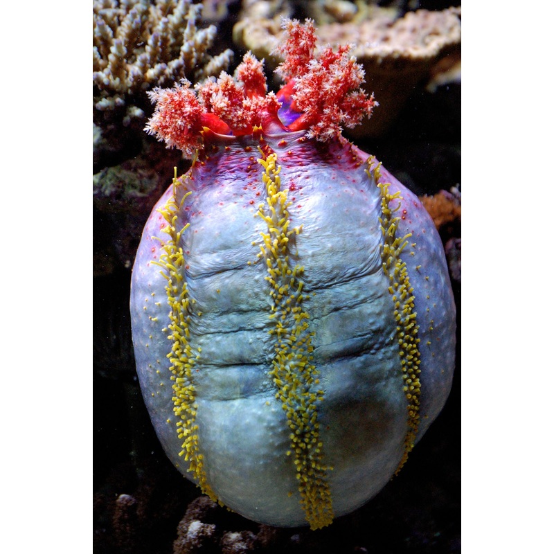 Sea Apple