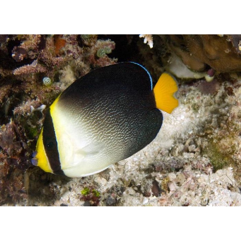 Singapore Angelfish "Chaetodontoplus mesoleucus"