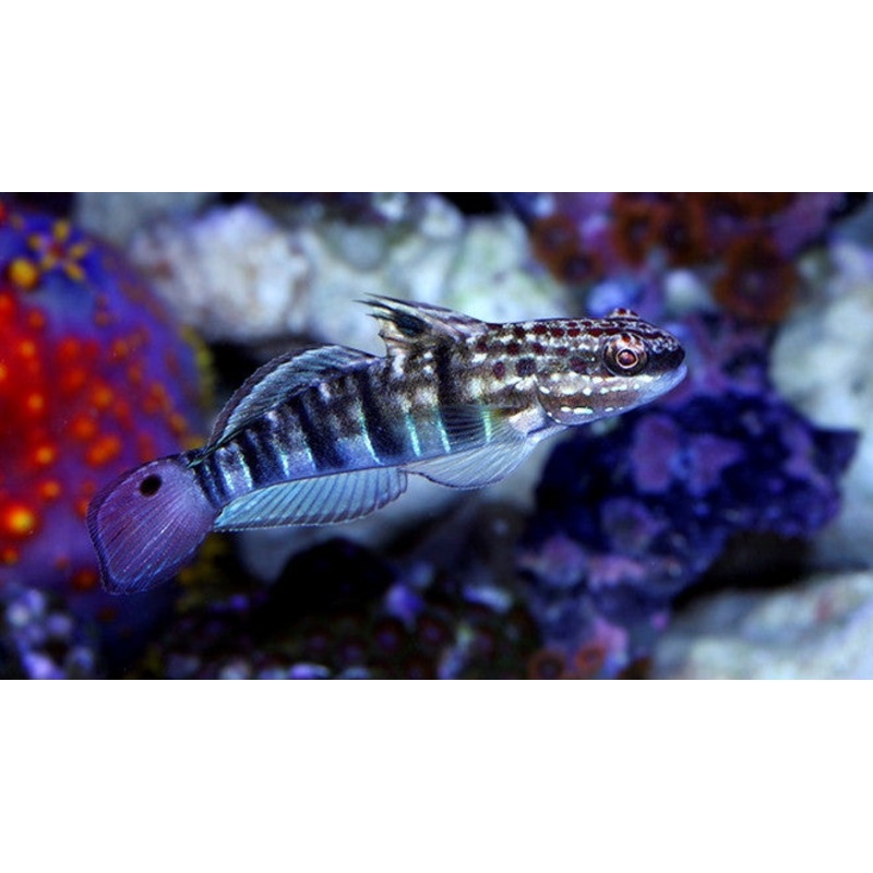 Sleeper Banded Goby
