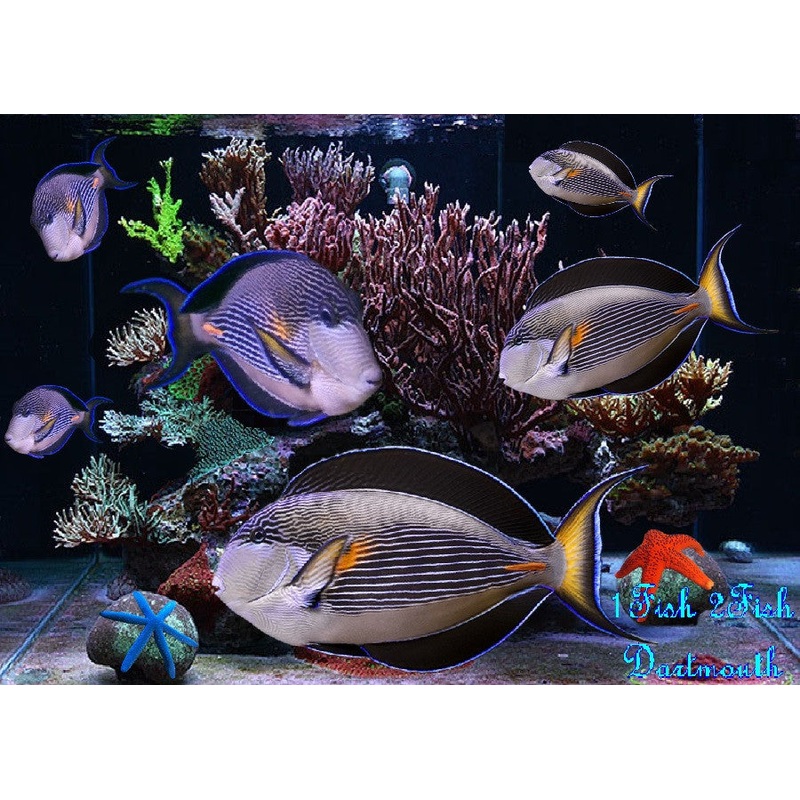 Sohal Tang Red Sea "Acanthurus sohal"