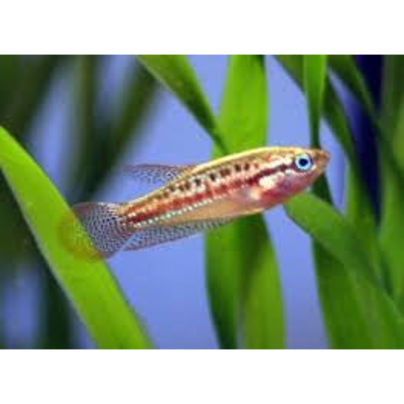 Sparkling Gourami - "Trichopsis pumila"
