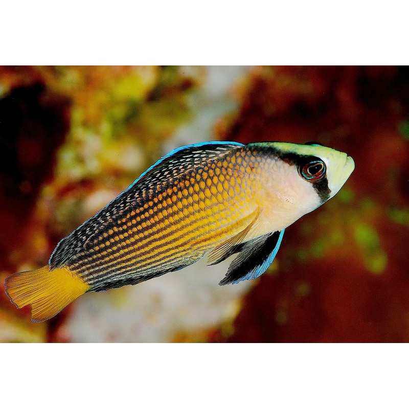 Splendid Dottyback "Manonichthys splendens"- Med