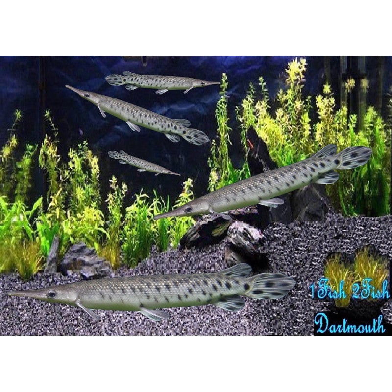 Spotted Gar Fish "Lepisosteus oculatus"