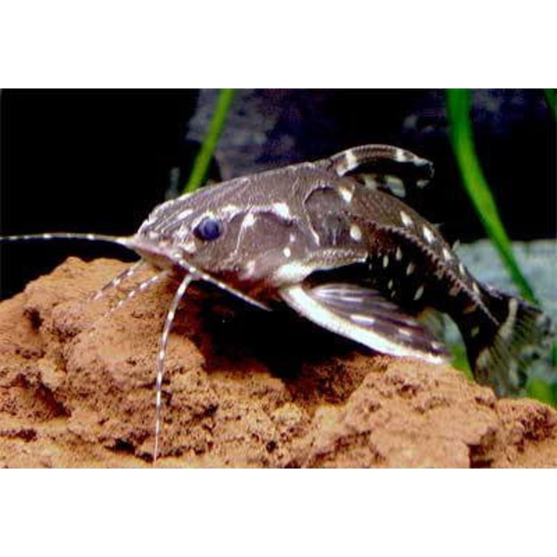 Spotted Raphael Catfish - "Agamyxis pectinifrons"