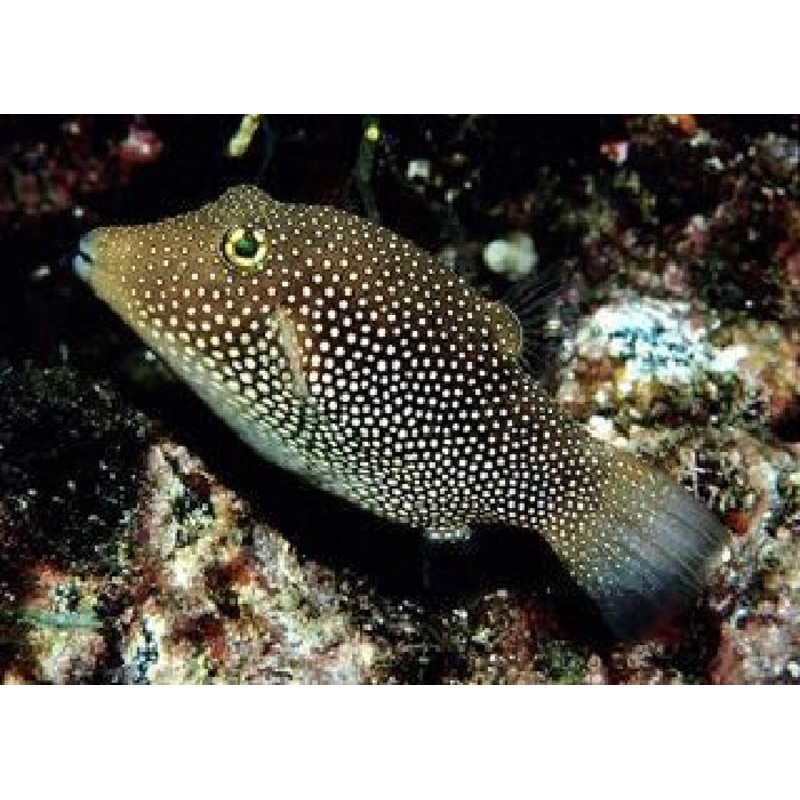 Spotted Sharpnosed Puffer "Canthigaster punctatissima"