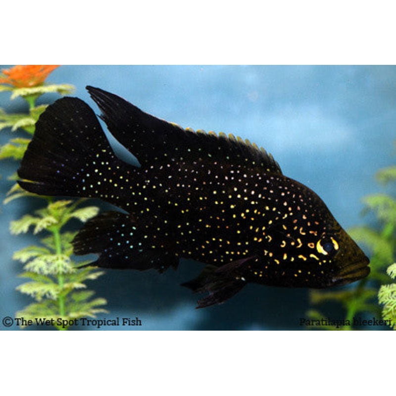 Starry Night Cichlid - "Paratilapia Bleekeri"
