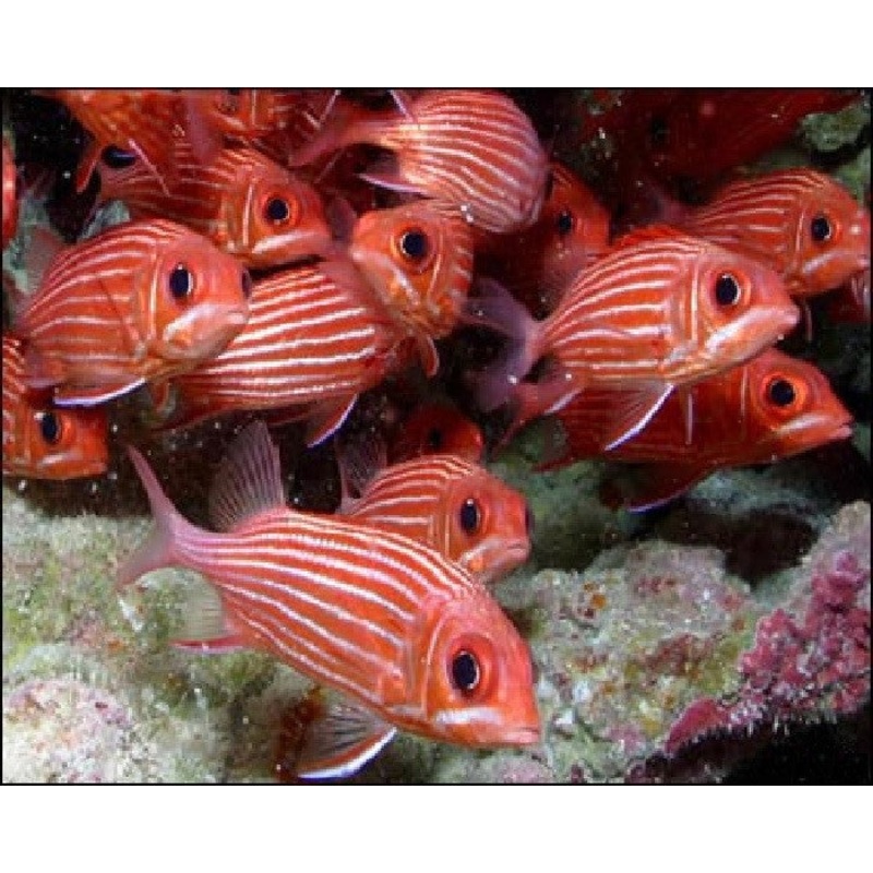 Striped Squirrelfish "Sargocentron xantherythrum" - xl