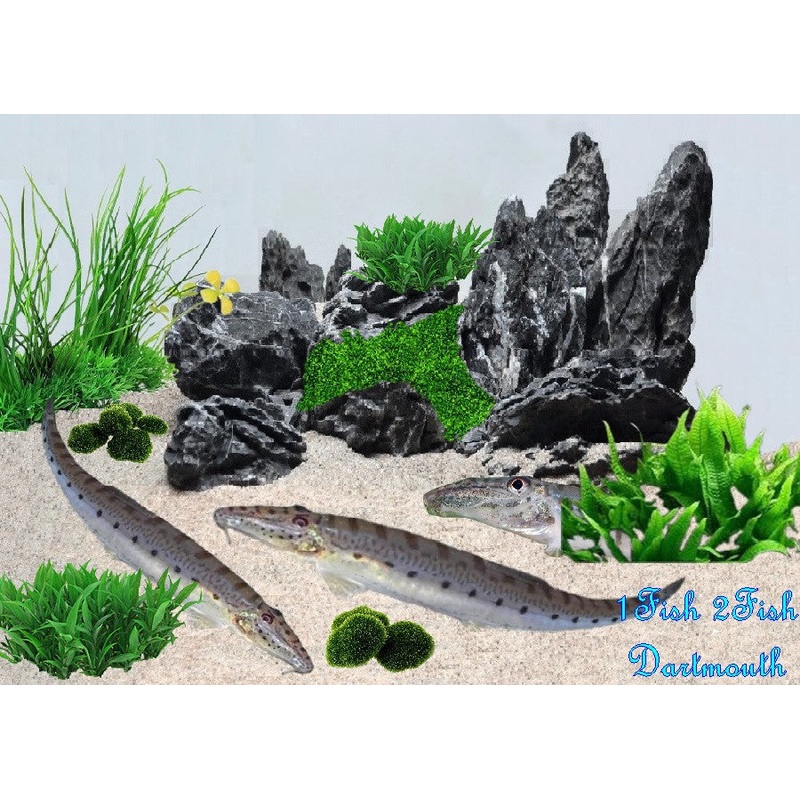 Sumatran Horseface Loach ''Acanthopsis chirorynchus''- M- L