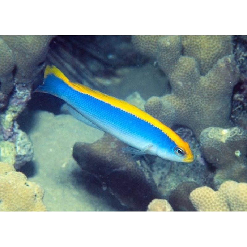 Sunrise Dottyback "Pseudochromis flavivertex"