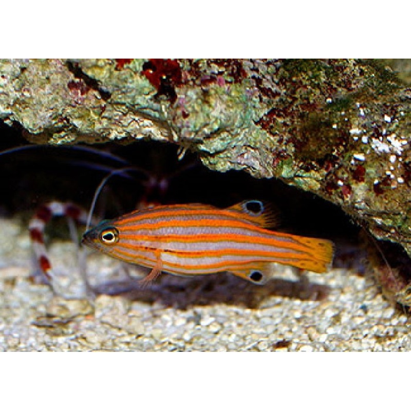 Swales Swissguard Basslet "Liopropoma swalesi"