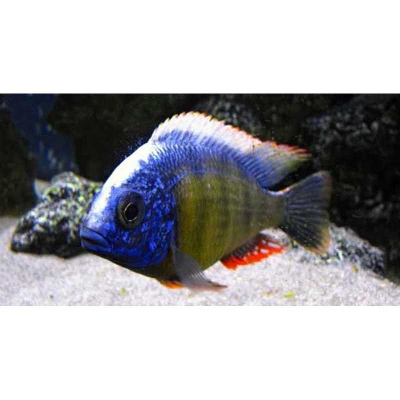 Taiwan Reef "Protomelas sp."