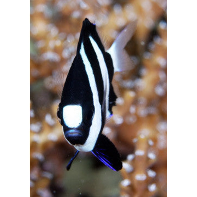 Three Stripe Whitetailed Damselfish "Dascyllus aruanus"