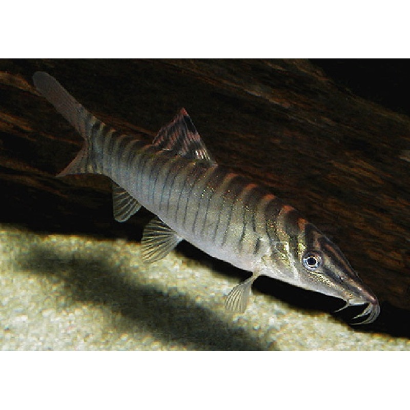 Tiger Botia Loach "Syncrossus hymenophysa"