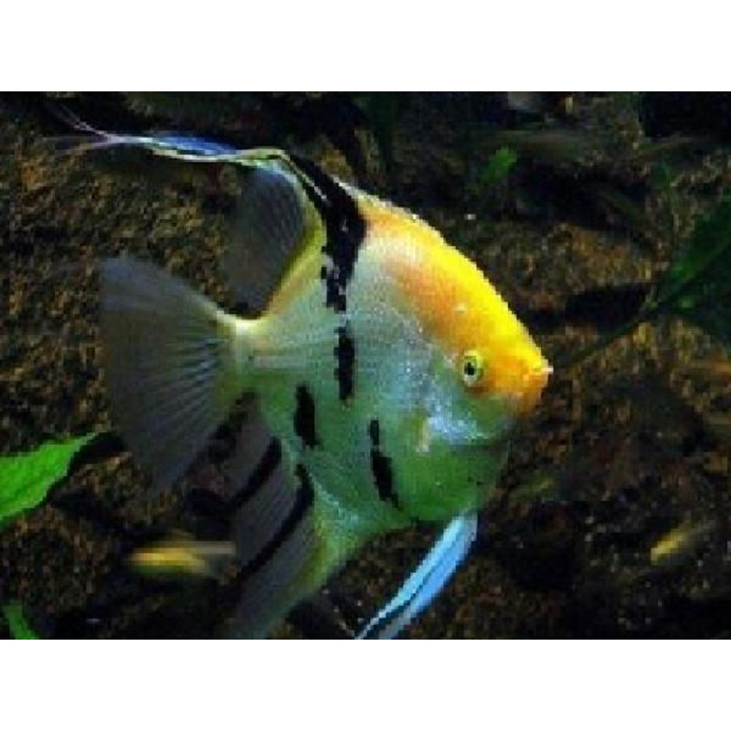 Tri Color Angelfish "Pterophyllum Scalare"