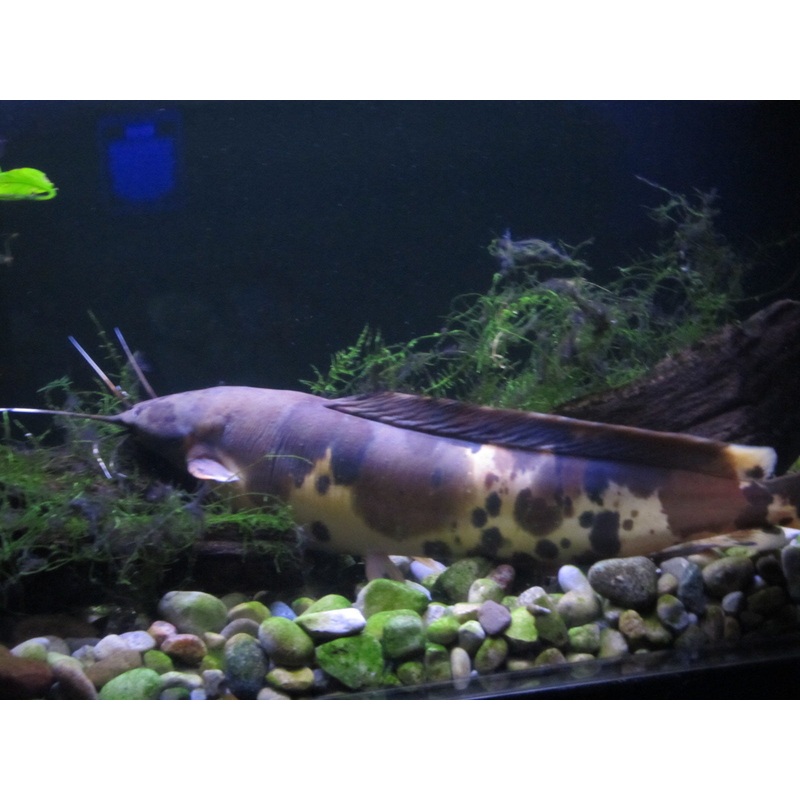 Walking Catfish "Clarias batrachus"