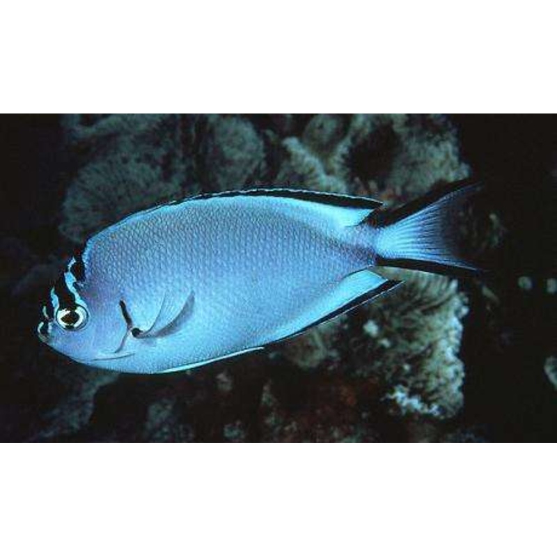 Watanabei Angel ''Genicanthus watanabei''- Female