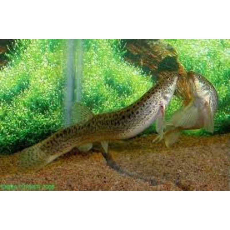 Weather Loach "Misgurnus anguillicaudatus"
