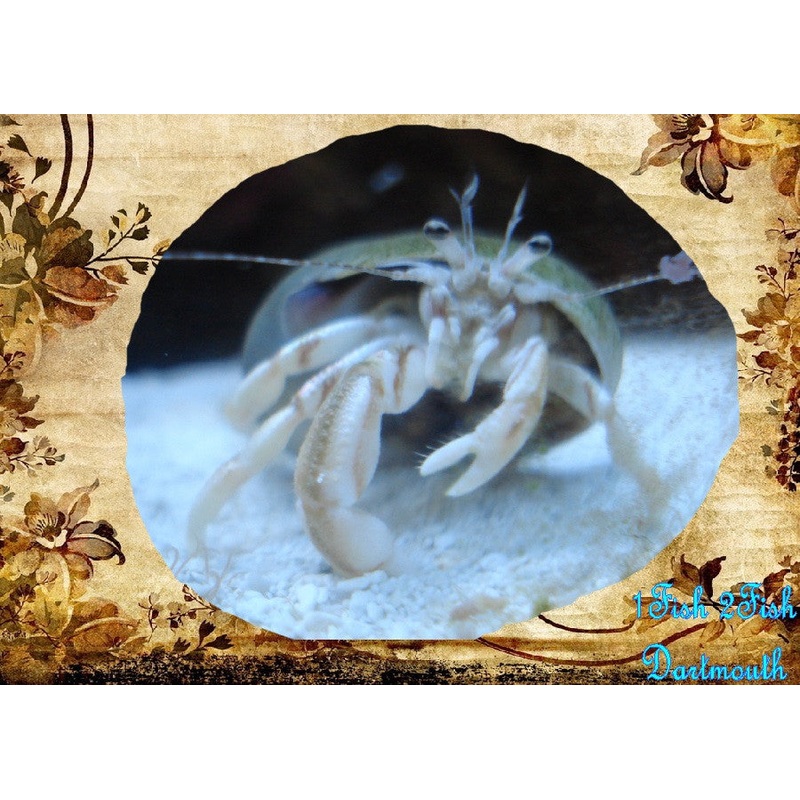 White Leg Hermit Crab "Clibanarius sp.