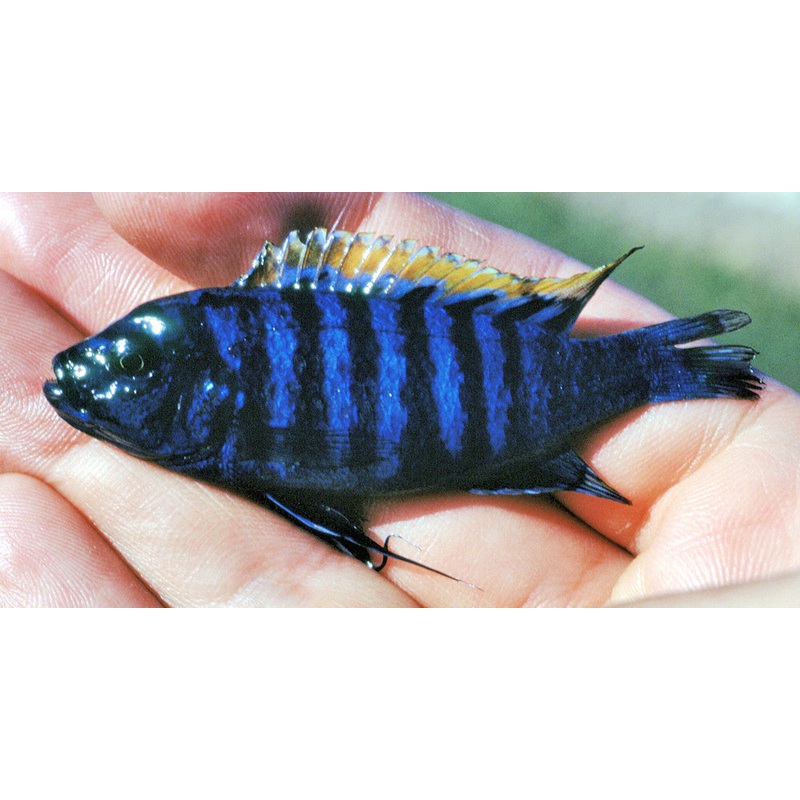 White Top Afra Cichlid "Cynotilapia afra"