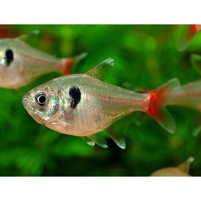 Yellow Phantom Tetra "Hyphessobrycon roseus"