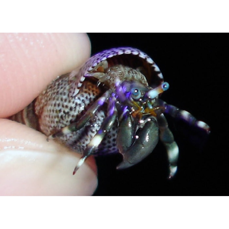 Zebra Orange & Black Hermit Crab "Calcinus laevimanus"