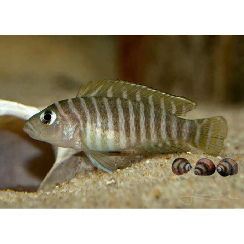 Zebra Shelldweller Cichlid "Neolamprologus similis"