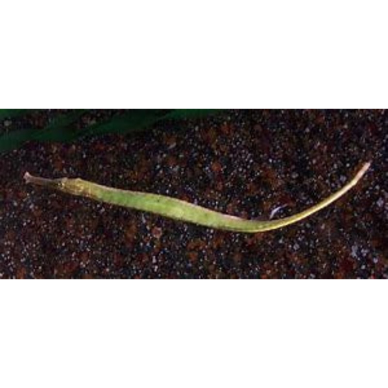 Alligator Pipefish