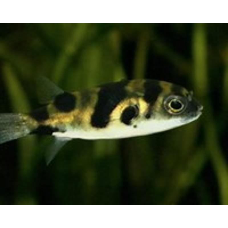 Amazon Puffer