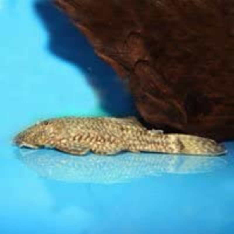 Ancistrus sp. (L149) "Cucuta Pleco"