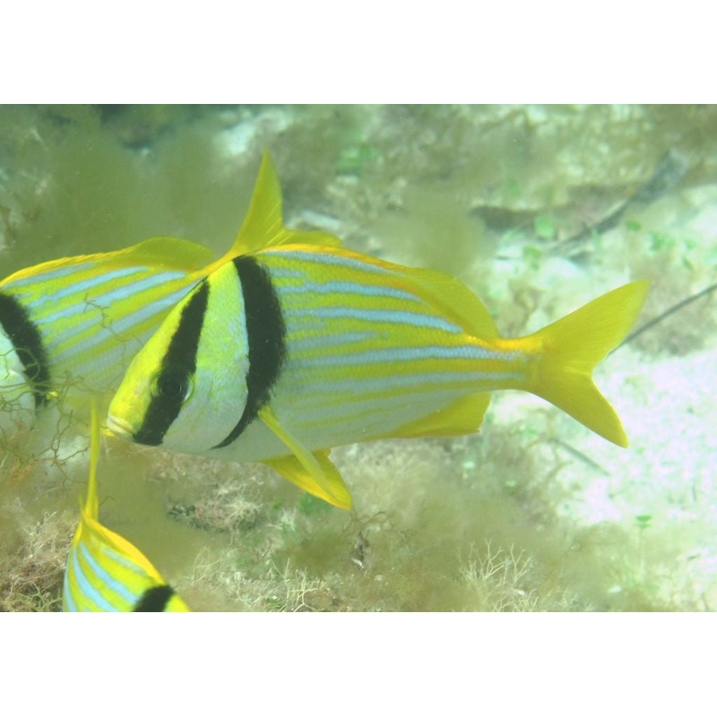 Atlantic Porkfish