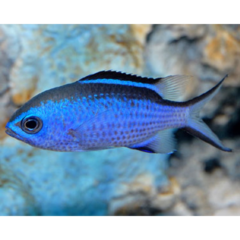 Blue Reef Chromis