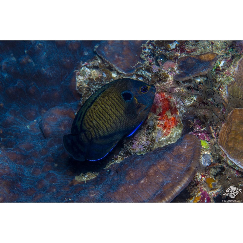 Bluefin Angelfish