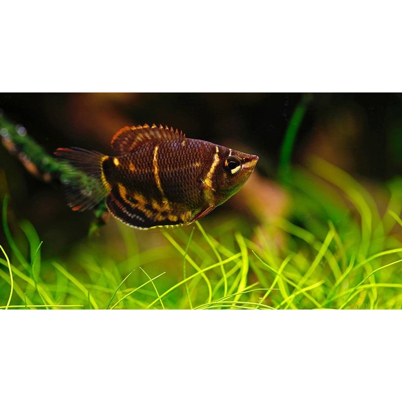 Chocolate Gourami