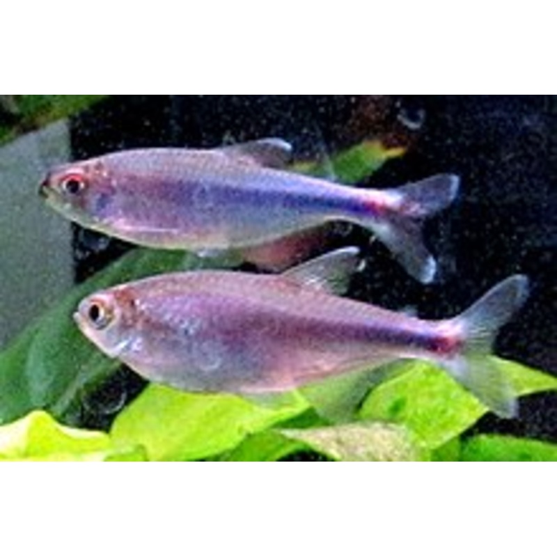 Cochu's Blue Tetra