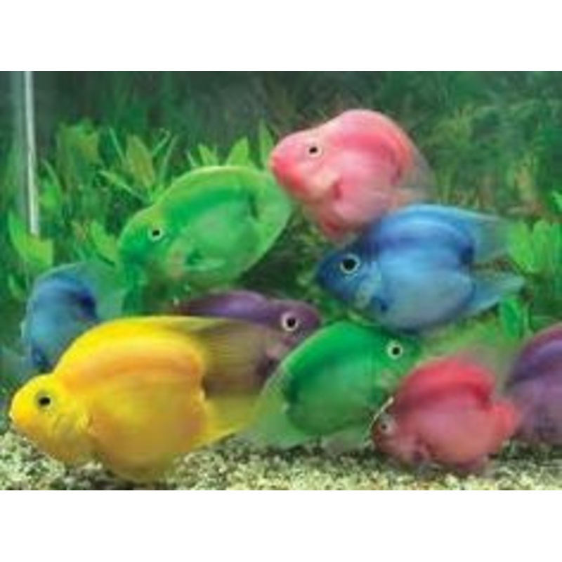 Colored Jellybean Parrotfish - Hybrid