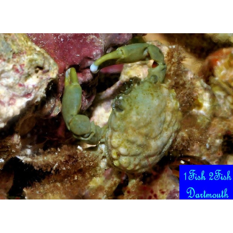 Emerald Green Crab "Mithrax sculptus"