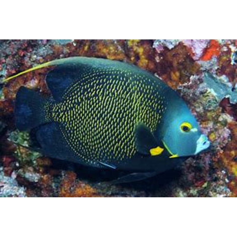 French Angelfish