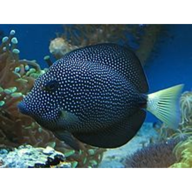 Gem Tang