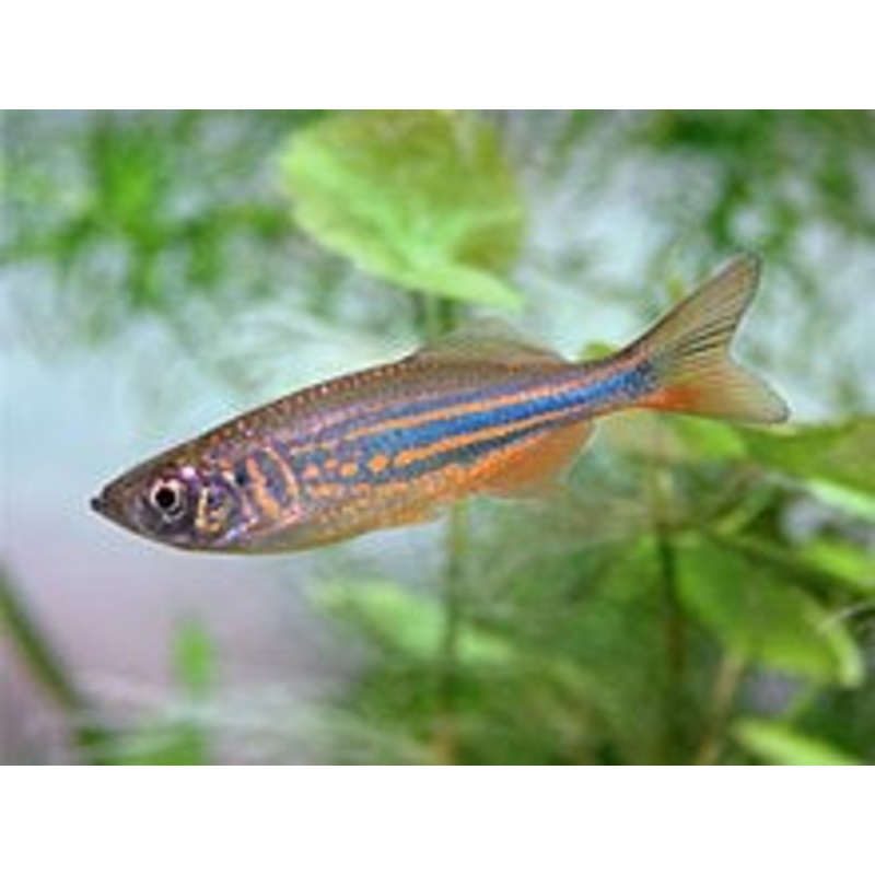 Giant Danio